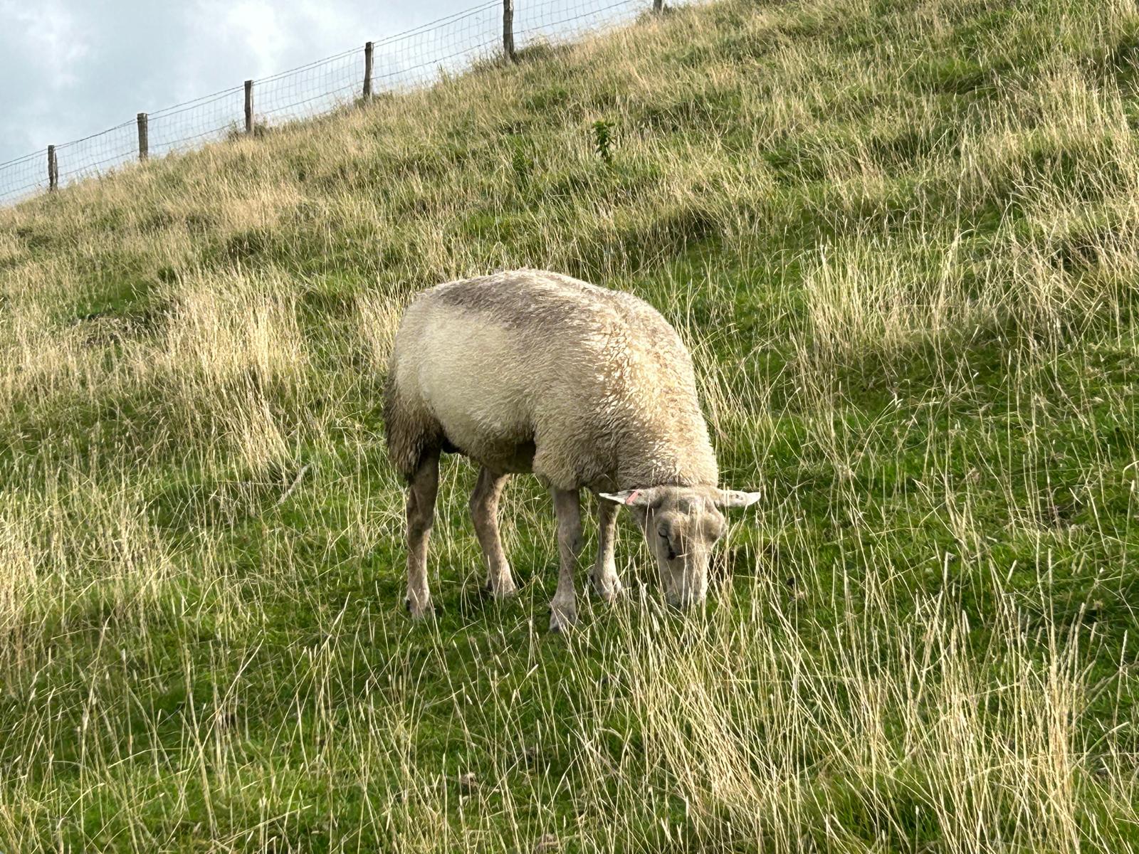 Teaching Children to Connect with Their Animal Guides